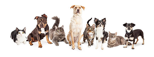 istock Large Group of Cats and Dogs Together 478659920