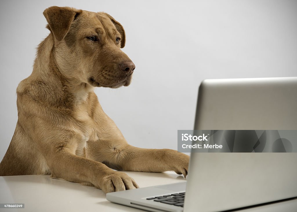 Ciber dog Dog looking the screen on laptop computer. Animal Stock Photo
