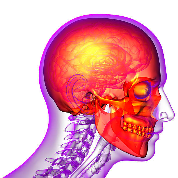 istock 3d render medical illustration of the skull 478660310