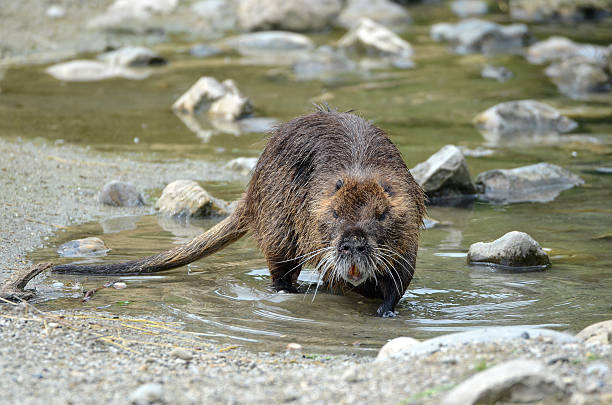 ragondin rongeur dans l'eau - nutria rodent beaver water photos et images de collection