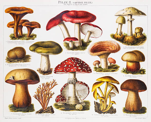 ilustraciones, imágenes clip art, dibujos animados e iconos de stock de tóxico hongos cromolitografía 1896 - edible mushroom illustrations