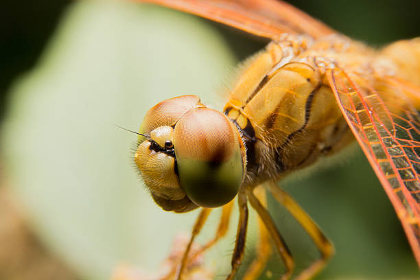 istock Portrait of Dragonfly 478663396