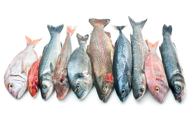 pescados y mariscos, aislado sobre fondo blanco - catch of fish gilt head bream variation fish fotografías e imágenes de stock