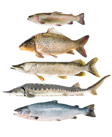 fish collection isolated on the white background