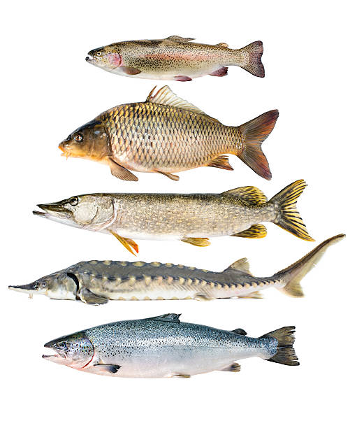 fish collection fish collection isolated on the white background roe river stock pictures, royalty-free photos & images