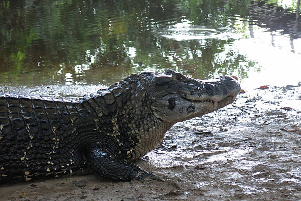 istock Caiman (Caimaninae) at Madidi National Park, Bolivia 478666520