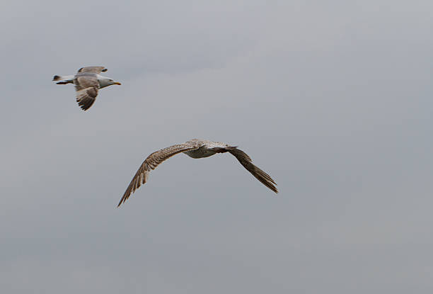 Duas gaivotas - foto de acervo