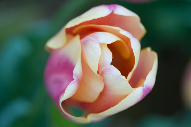 Tulipa - foto de acervo