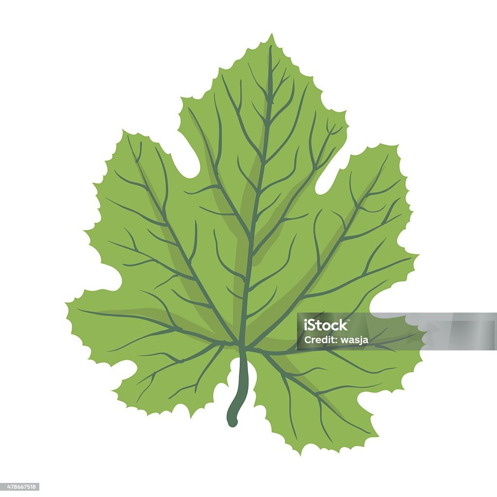 Green leaf of tree, vector illustration Green leaf of tree, isolated on white, vector illustration 2015 stock vector