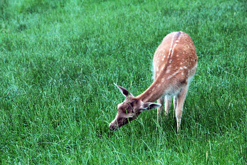 A female fallow deer grazing. a doe