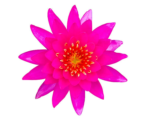 istock Pink water lily and red yellow pollen isolated 478668484