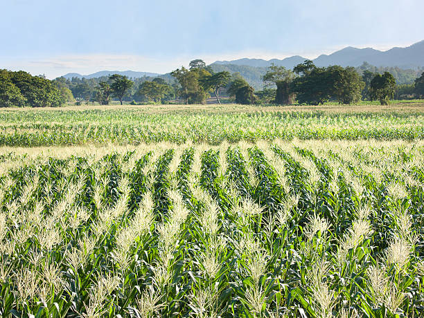 cornfield - corn crop corn spring field - fotografias e filmes do acervo