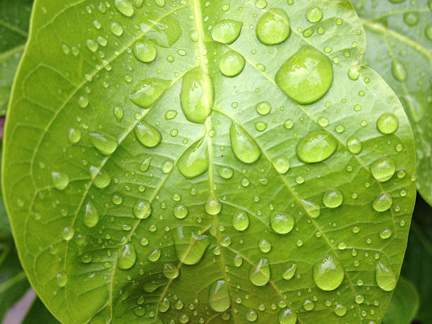 istock leave and water drops detail 478668599
