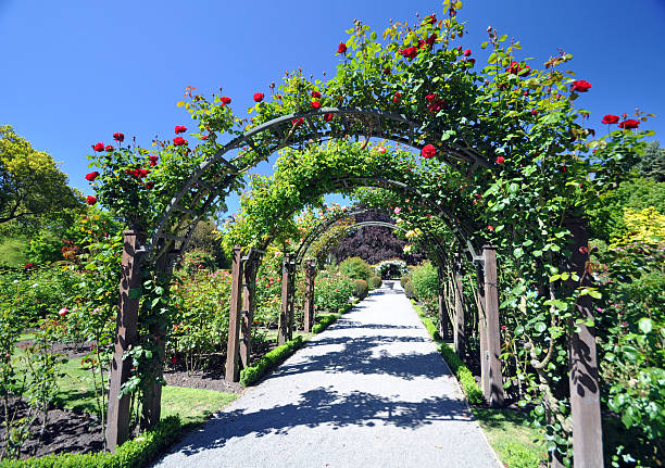 The arch of red roses stock photo