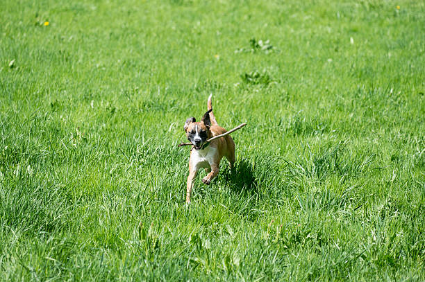 dog in the green