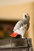 hoch-african-grey-parrot.jpg?b=1&s=170x170&k=20&c=Jyorl3NEP0BWSRcrjQ8q0Tetyx_f6ZyPeMyJjBh4tbU=