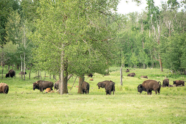 istock Plains Bison Herd in National Park, Alberta, Canada 478669154