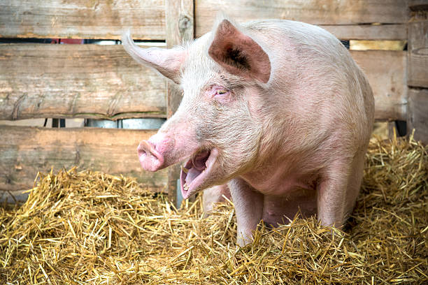 istock Pig on hay and straw 478669565