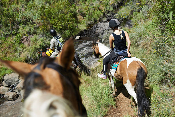 на лошадях экскурсия с гидом - trail ride стоковые фото и изображения