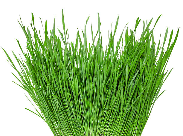 グリーンの小麦 - ground green wheatgrass isolated ストックフォトと画像