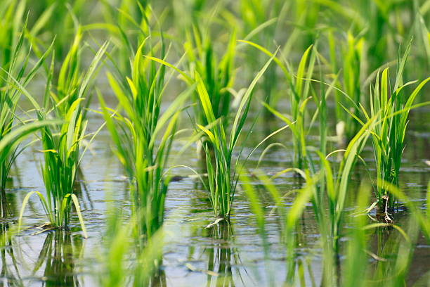 istock Green field, Asia paddy field 478672139
