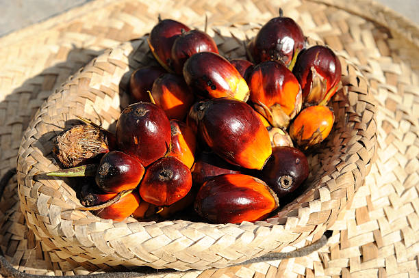 istock Fresh oil palm fruits 478672344