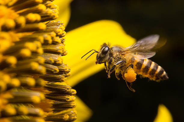 istock bee collects nectar from flowers, Close Up Macro 478672796