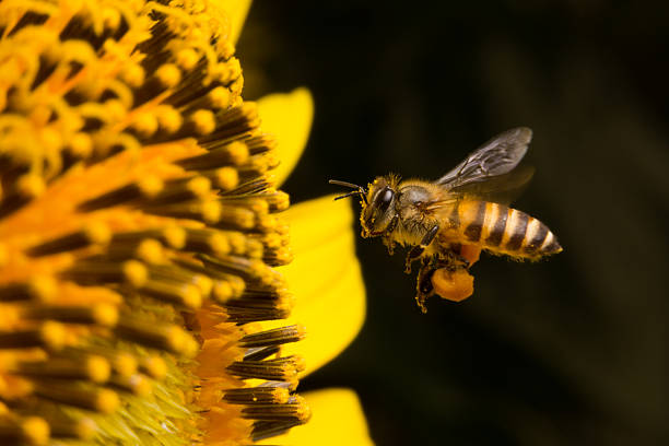 istock bee collects nectar from flowers, Close Up Macro 478672798