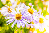 lila-blumen-wiese.jpg?b=1&s=170x170&k=20&c=ii1y3osteWDngxQ0nI2Ifob7rbILlsZH39rSFLu77sA=