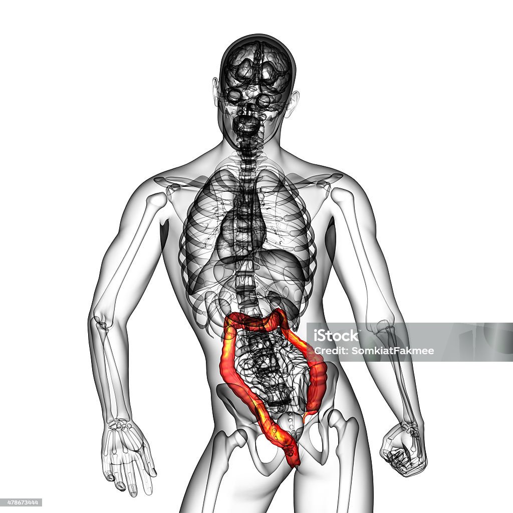 Human digestive system large intestine Human digestive system large intestine - back view 2015 Stock Photo