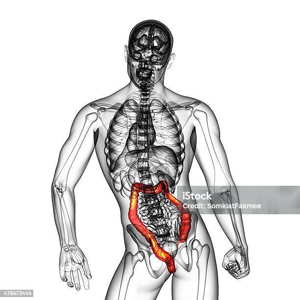 Human Digestive System Large Intestine Stock Photo - Download Image Now - 2015, Abdomen, Anatomy