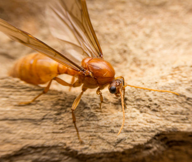 istock Close up of brown Carpenter Ant 478675992