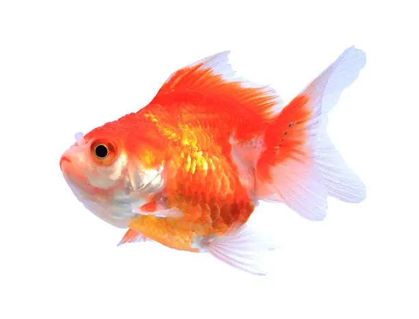 Photo of Oranda goldfish isolated on white, high quality studio shot manu