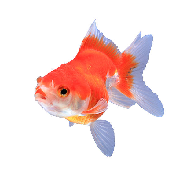 istock Oranda goldfish isolated on white, high quality studio shot manu 478676906