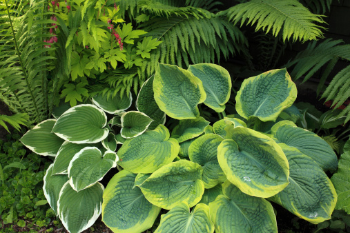 Large Hosta leaves with ferns and pink Bleeding Hearts in background. Beautiful striations ,texture and color.  All these plants are perennial shade plants.  They love rain!