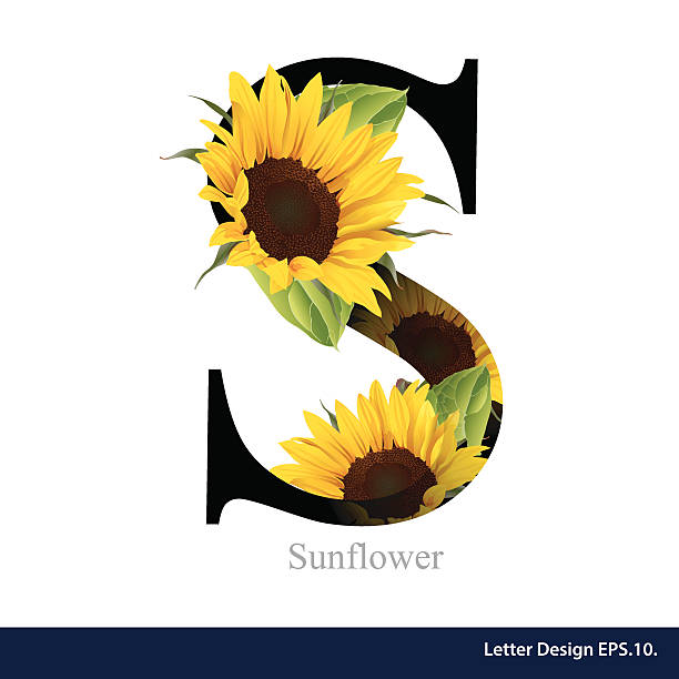 Letter S Vector Alphabet With Sunflower Abc Concept Stock Illustration -  Download Image Now - iStock