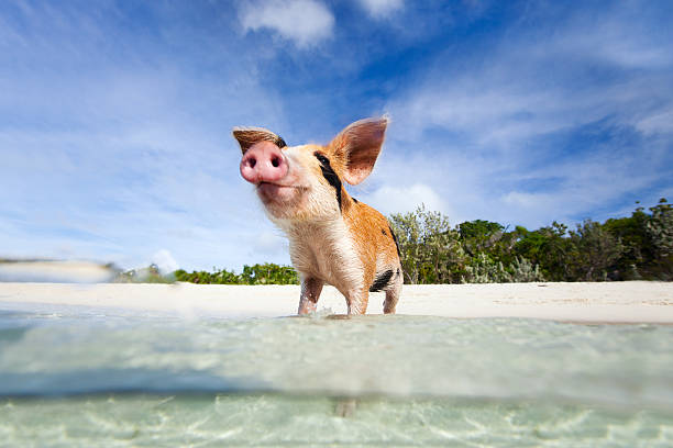 Swimming pigs of Exuma Little piglet in a water at beach on Exuma Bahamas exuma stock pictures, royalty-free photos & images