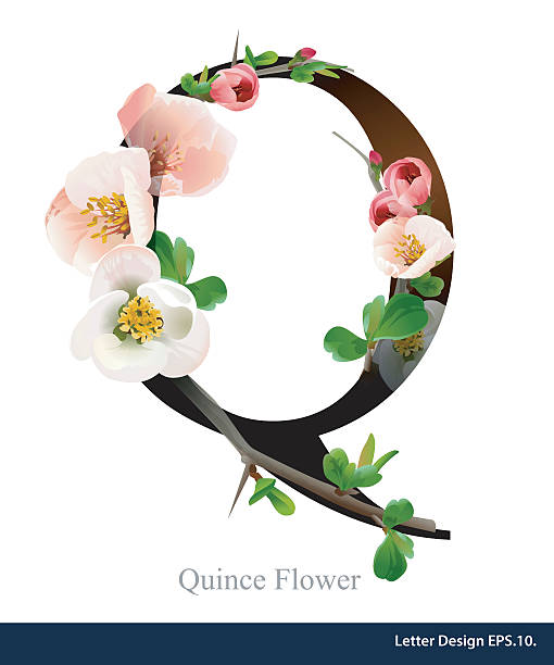 istock Letter Q vector alphabet with pink quince flower. ABC concept. 478682118