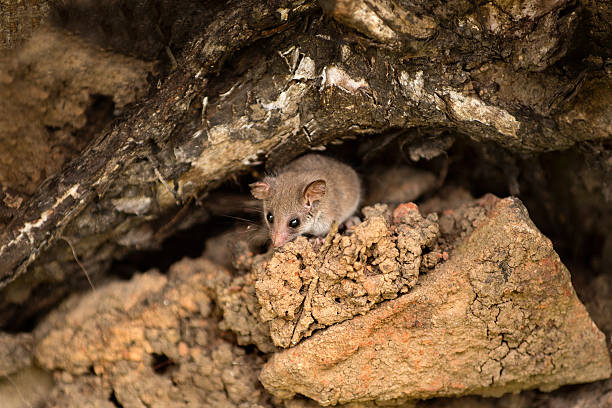 Tasmanian Pygmy Possum The Tasmanian pygmy possum (Cercartetus lepidus), also known as the little pygmy possum, is the world's smallest possum. tasmanian stock pictures, royalty-free photos & images