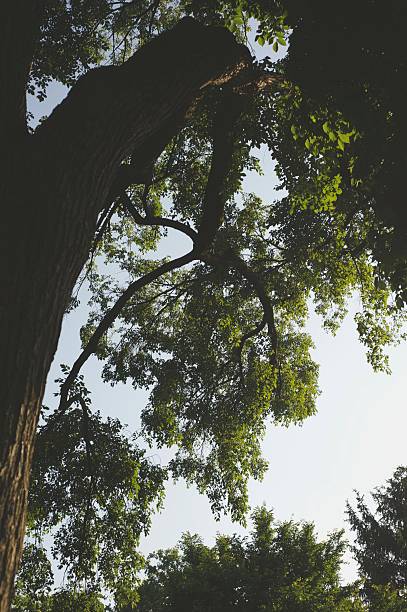 Tree Limb Hanging in the Sky stock photo