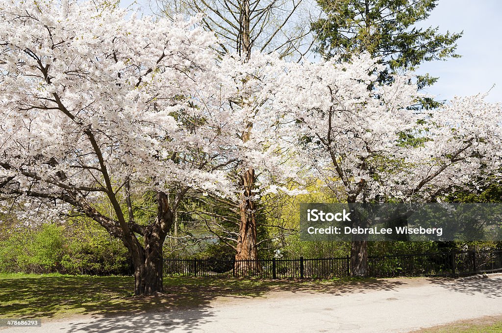 Spring Magic Lines a passarela - Foto de stock de Ajardinado royalty-free