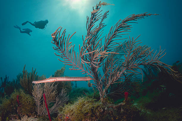 istock Scuba Diver Silhouette Underwater at Caribbean Coral Reef 478686731