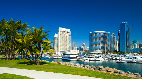 San Diego convention center skyline with a marina and a park with tropical looking palm trees in the foreground.
