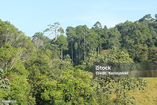 Tropical Mountains Stock Photo - Download Image Now - 2015, Animal Wildlife, Asia