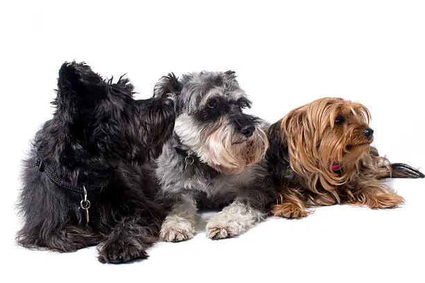 Portrait of Black Terrier, Grey Schnauzer, and Yorkshire Terrier Lying Side by Side and Looking to Side in Same Direction in Studio on White Background