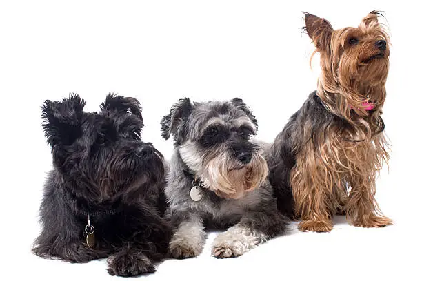 Portrait of Black Terrier, Grey Schnauzer, and Yorkshire Terrier Sitting Side by Side and Looking to Side in Same Direction in Studio on White Background
