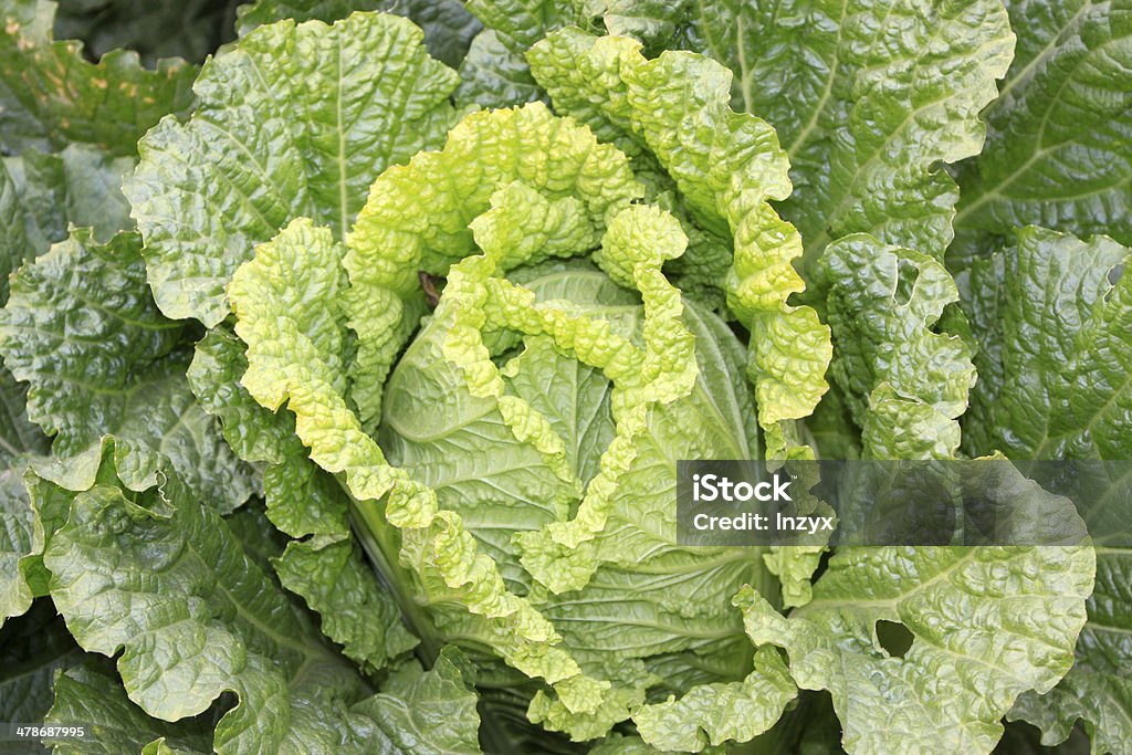 chinese cabbages close up of chinese cabbages, a kind of ordinary vegetables Agriculture Stock Photo