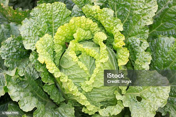 Chinese Cabbages Stock Photo - Download Image Now - Agriculture, Biology, Bok Choy