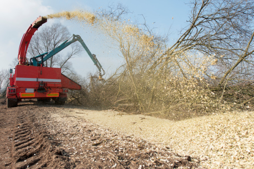 Commercial wood chipper chopping trees