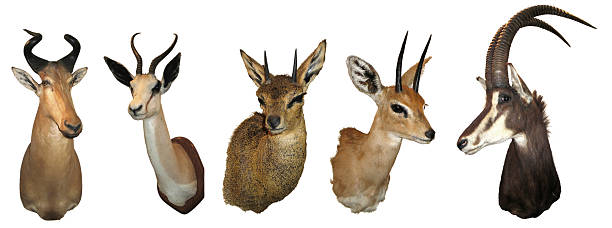 фаршированный животных антилопа - pallah стоковые фото и изображения